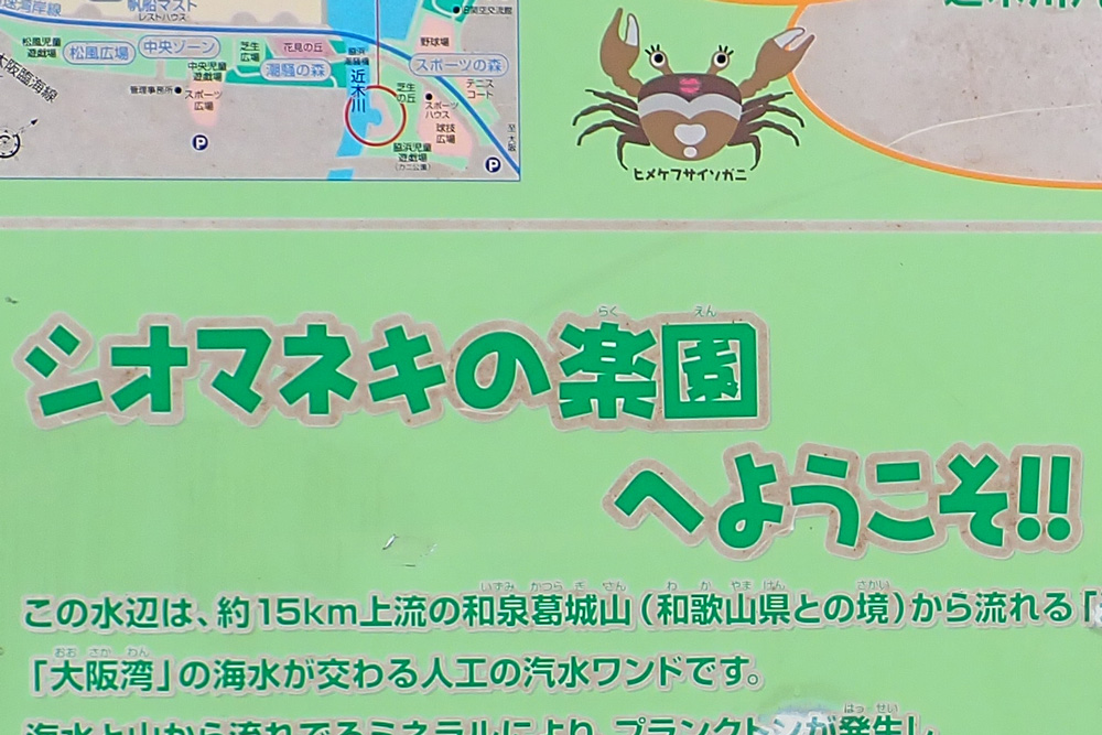 クロベンケイガニの写真
