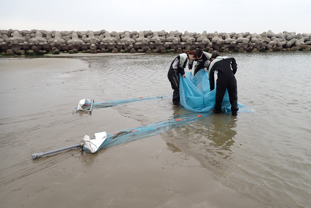 沖合から浜辺まで4人で引っ張ってきた地引網。浜辺まで来たので網をたぐって獲れた物をチェックしている