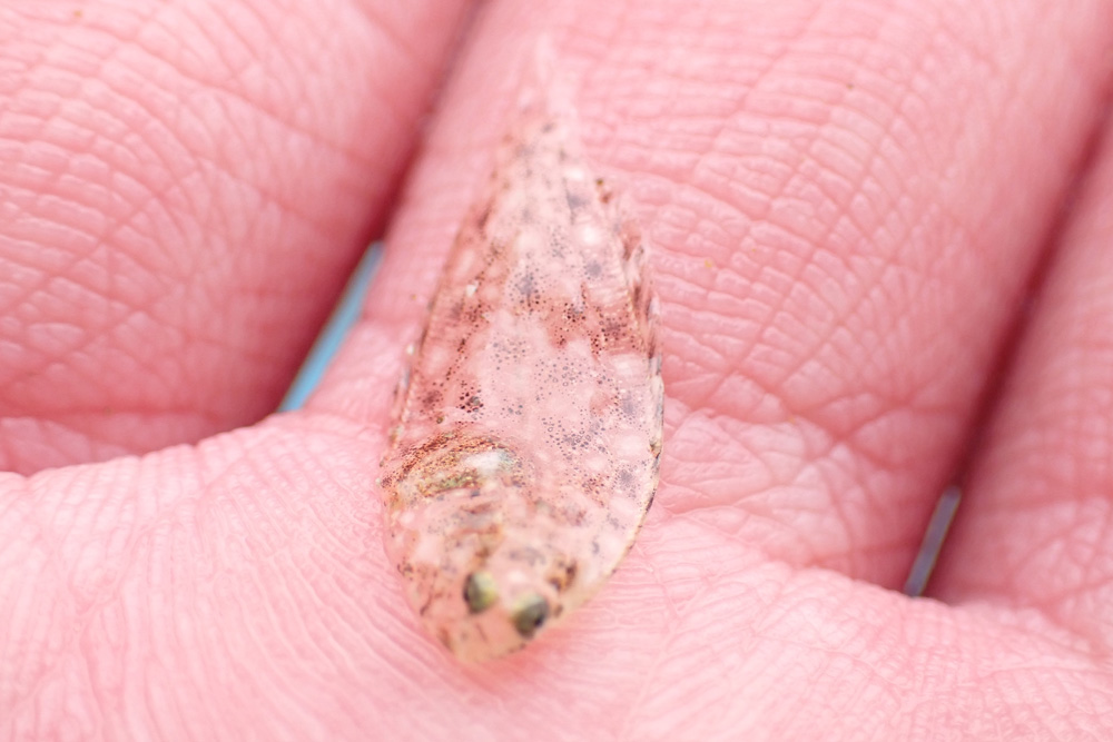 網の中から見つかった3匹のハゼを、軍手をした掌に乗せている写真。大きいものの体長は中指の長さほど、小さいものはその半分くらい。