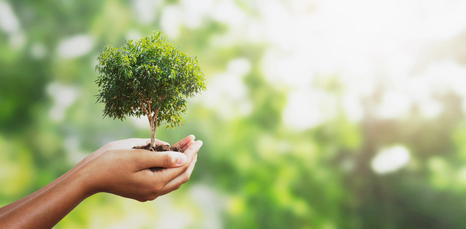 Seedlings are scooped up with both hands against the background of fresh green seasonal forest greenery