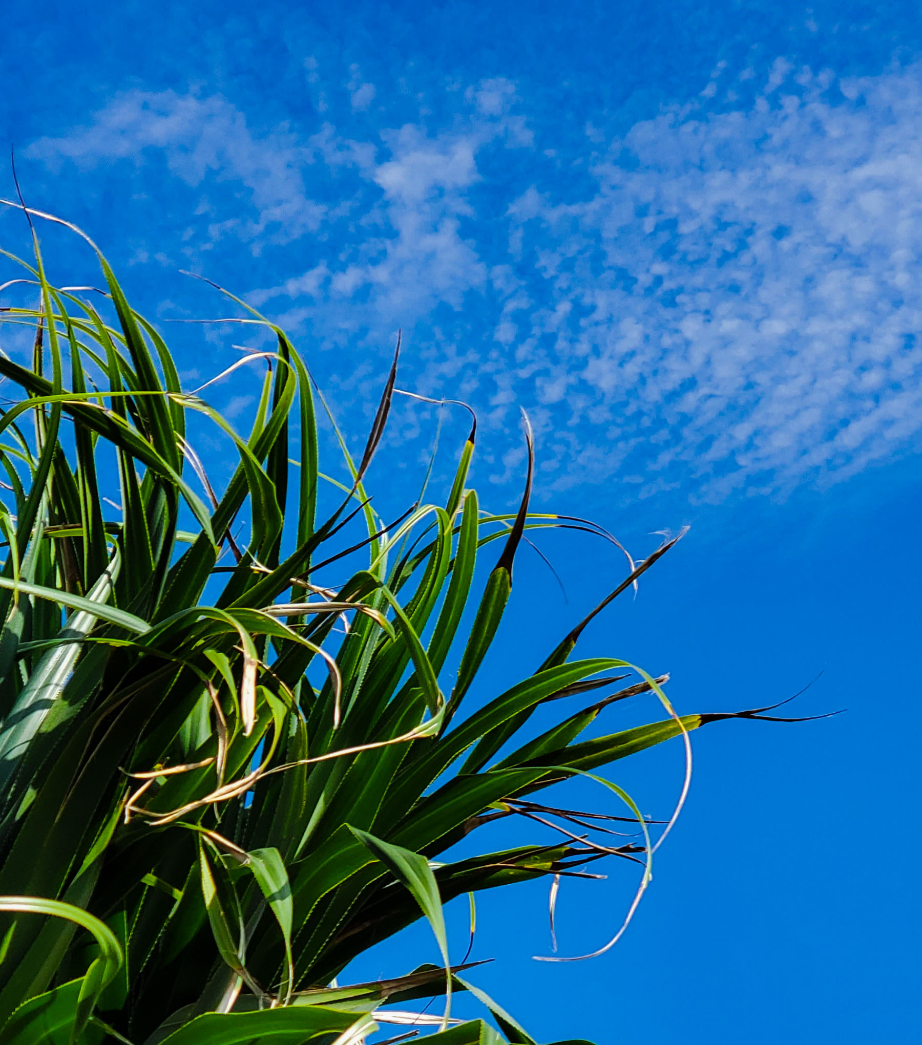 blue sky over leaves swaying in the wind