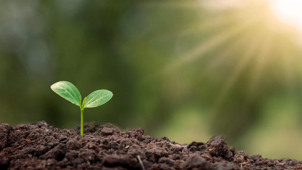 A bud begins to sprout on the ground