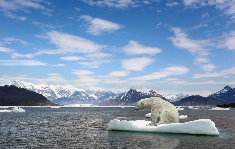南極のシロクマが解けた流氷の上に乗っている様子