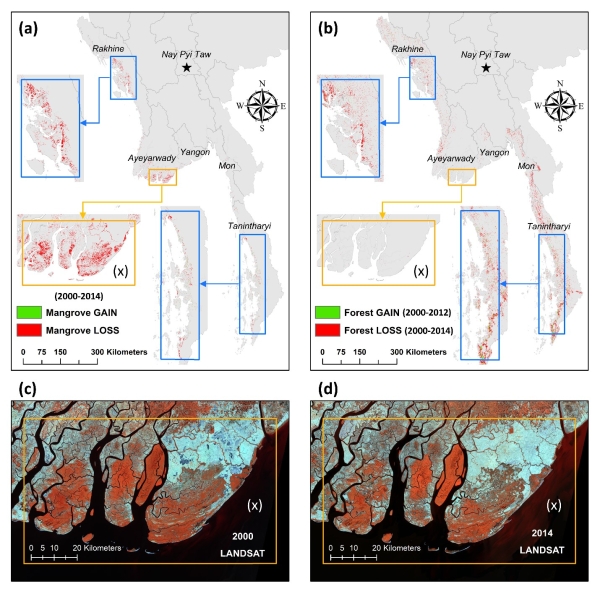 fig5. loss and gain of mangrove forest cover in Myanmar