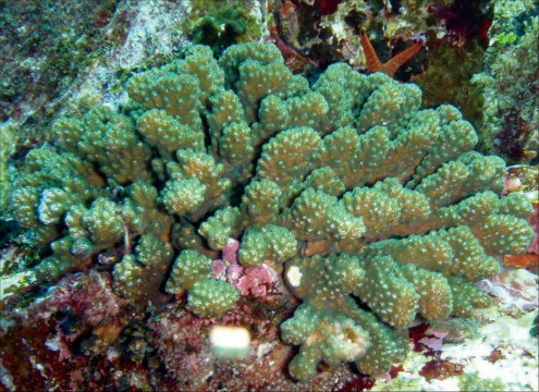 Pocillopora Eydouxi Milne Edwards And Haime 1860 ヘラジカハナヤサイサンゴ