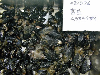 Miyako Bay, Miyako