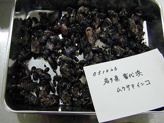 Fudaihama, Fudai