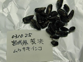 Arahama, Ishinomaki