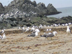 Kabushima Island, Hachinohe