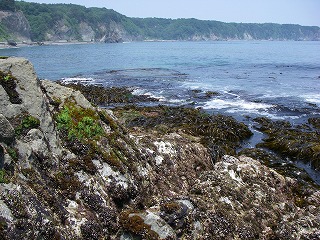 Masaki Shore, Miyako