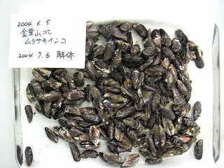 Kinkasan Island(North), Ishinomaki