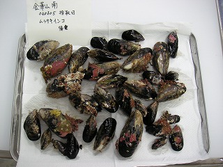 Kinkasan Island(South), Ishinomaki