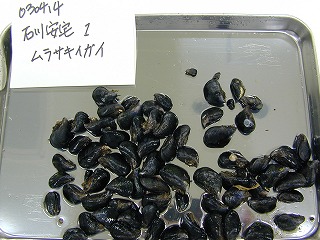 Ataka, Komatsu