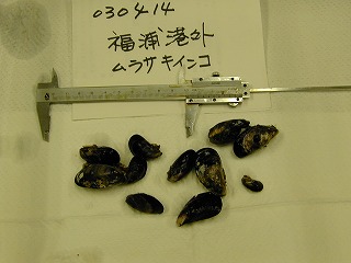 Fukura Port, Hakui