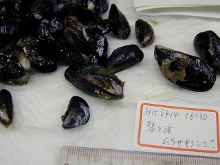 Kotogahama, Wajima