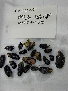 Kamogaura, Wajima