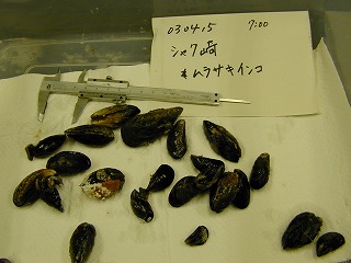 Shakusaki, Suzu