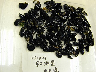 Dainikaiho, Tokyo Bay