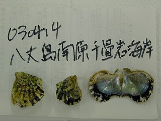 Nanbarasenjojiki, Hachijojima Island