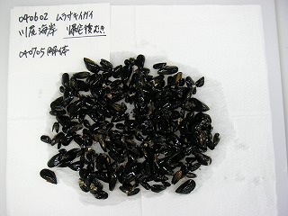 Kawajiri Shore, Hitachi