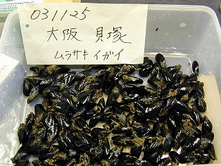 Kaizuka, Osaka Bay