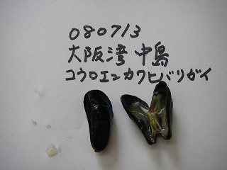 Nakashima, Osaka Bay