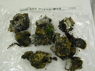 Kuroshio, Imari