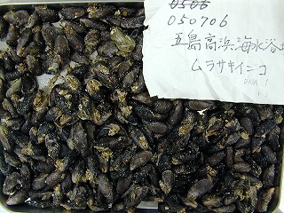 Takahama Beach, Goto