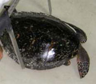 Eretmochelys imbricata hawksbill turtle