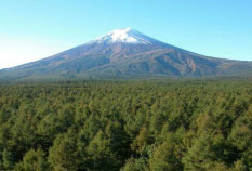 富士北麓に広がるカラマツ林