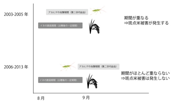 イネの出穂期とアカヒゲホソミドリカスミカメ第三世代の幼虫期間（イメージ）のグラフ