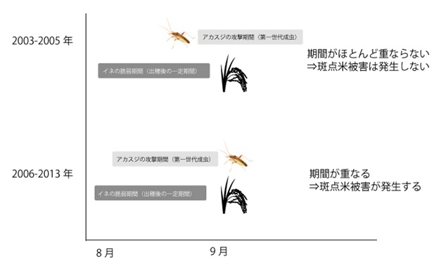 イネの出穂期とアカスジカスミカメ第二世代の成虫期間（イメージ）のグラフ