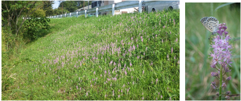 空き地に生育する在来草原性植物のツルボ。左：道路脇の空き地に成立したツルボの群落の写真。右：ツルボに訪花するヤマトシジミの写真