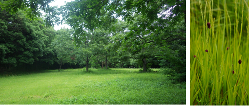 樹林に囲まれた空き地の写真。左：過去130年間草原もしくは樹林として維持されてきた空き地の写真。右：歴史の長い草原に出現しやすいワレモコウの写真。
