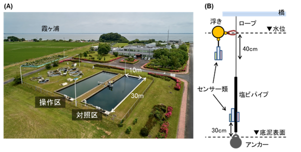 (A)霞ヶ浦臨湖実験施設にある大型実験プール、(B)実験プールに設置した高頻度自動観測システムの図