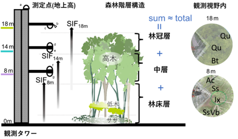 SIF鉛直分布の観測概要と森林の階層構造および視野内の植物の分布図の図