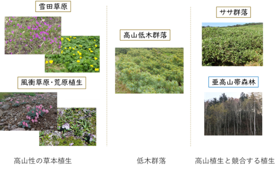 本研究で生育適地予測の対象とした植生タイプの図