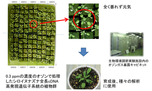 シロイヌナズナのオゾン耐性系統の単離の図