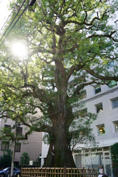 The tree’s name is Kusu of Hongo Yumicho (本郷弓町のクス; Hongo Yumicho no Kusu in Japanese) and it is estimated to be over 600 years old.