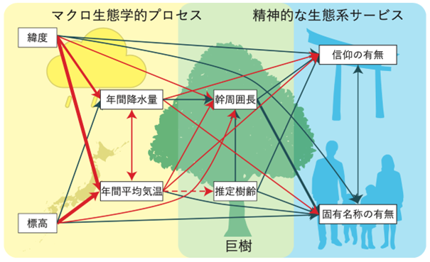 図1 マクロ生態学的プロセス、巨樹、精神的な生態系サービスの関係を説明する部分構造方程式モデリング（SEM）の関係図。