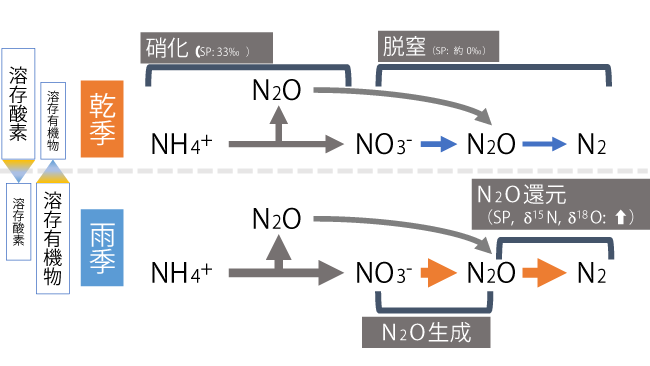 排水路網中でのN2Oの生成・消費と季節による各過程の相対速度を示した模式図