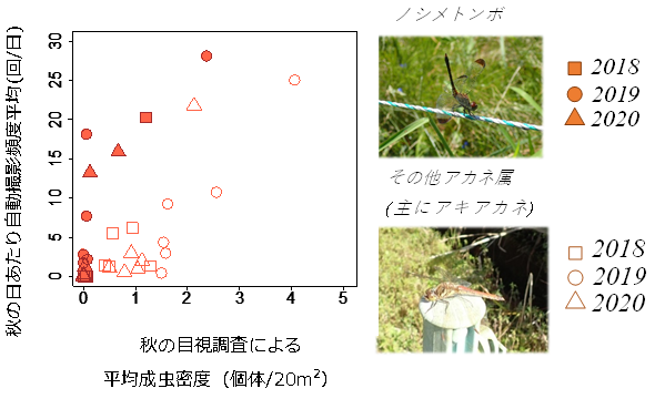 秋の目視成虫調査結果と自動撮影調査との関係の図