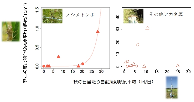 秋の自動撮影調査と翌年初夏の目視羽化殻調査の関係