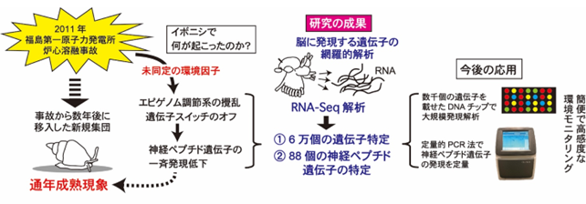 研究の全体像の図