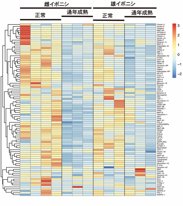 神経ペプチド遺伝子の発現量を示すヒートマップの図