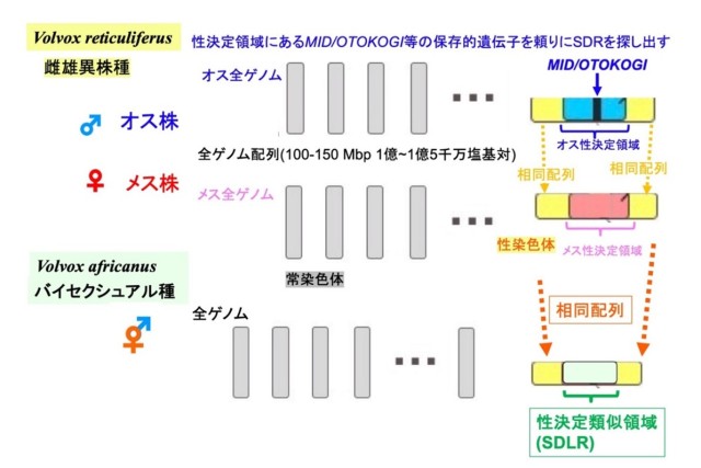 20230622-2-figure02.jpgの画像