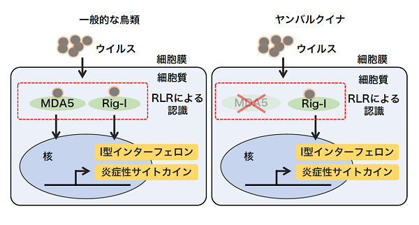 図4の画像