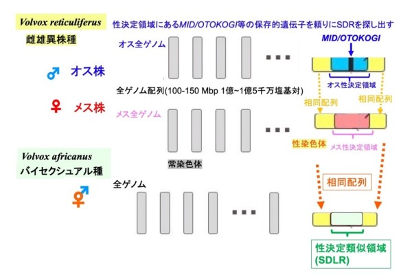 図3の画像