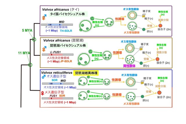 図5の画像