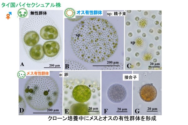 図2の画像